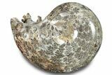 Polished Ammonite (Phylloceras) Fossil - Madagascar #283507-1